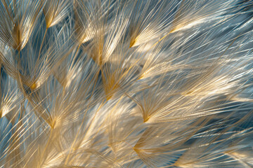 Soft, golden plant fibers catch sunlight in a vibrant, natural setting