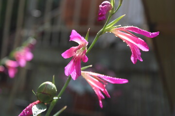 pink flowers 
wet rainy backdrop garden spring