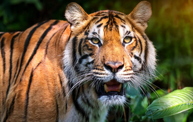 Fototapeta premium Roaring tiger in jungle 