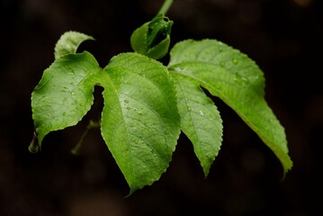 In selective focus a passion fruit leaf with rain drops growing in a garden with dark background 