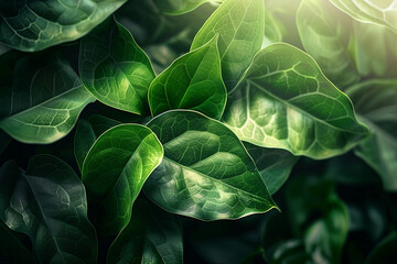 Bright green foliage catches sunlight in peaceful natural environment. Natural background