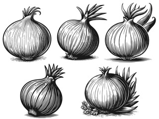 Illustration of five detailed onions in black and white. Raster, generative ai.