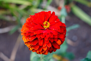 Macro photo of a beautiful flower Zinnia elegans