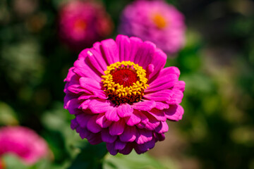 Macro photo of a beautiful flower Zinnia elegans