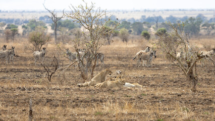a herd of zebra watching a pride of lions © Jurgens
