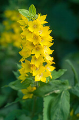 Close up of dotted loosestrife (lysimachia punctata) in bloom