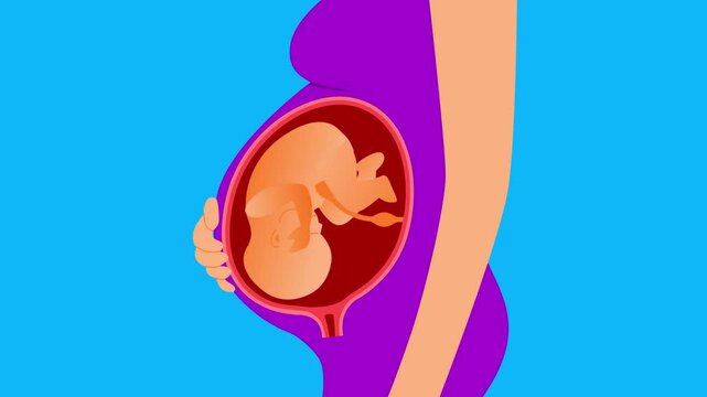 Medical Animation of Pregnant Woman with Fetus
