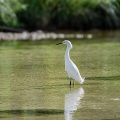 Beautiful white heron standing in water