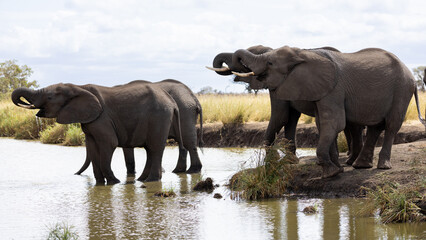 Fototapeta premium a herd of African elephants drinking water closeup