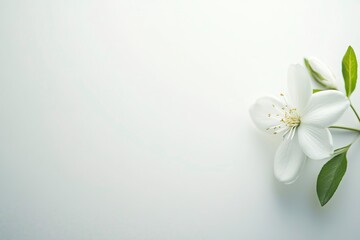 A delicate white flower with green leaves on a soft background, symbolizing purity and tranquility in nature.
