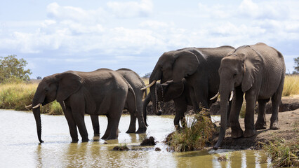 Obraz premium a herd of African elephants drinking water closeup