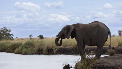 An elephant cow drinking water