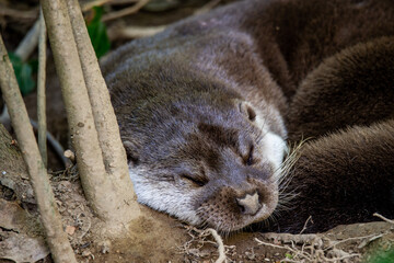 An otter sleeps in its den