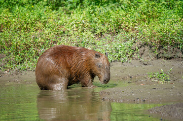 A capybara steps out of a puddle (idrochèro or Hydrochoerus hydrochaeris Linnaeus)