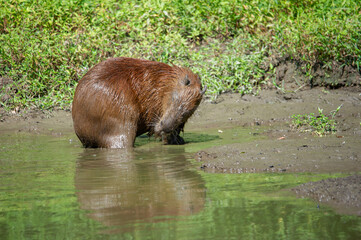 A capybara steps out of a puddle (idrochèro or Hydrochoerus hydrochaeris Linnaeus)