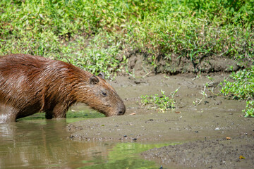 A capybara steps out of a puddle (idrochèro or Hydrochoerus hydrochaeris Linnaeus)