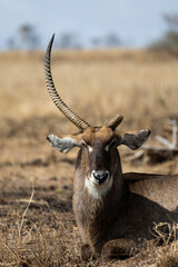 a waterbuck bull with a broken horn