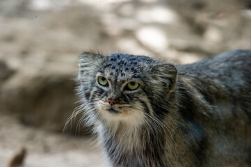 The small wild cat 
