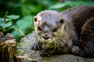 An otter lying down outside its den.