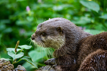 An otter lying down outside its den.