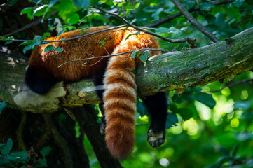 The red panda on a tree