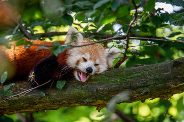 The red panda on a tree