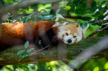 The red panda on a tree
