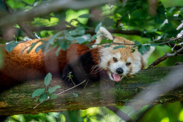 The red panda on a tree