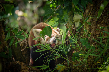 The red panda on a tree
