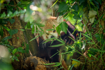 The red panda on a tree