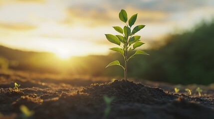 A young green plant sprout growing in fertile soil against a sunset backdrop.