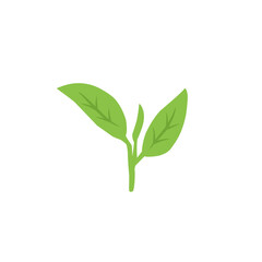 green tea leaf vector icon