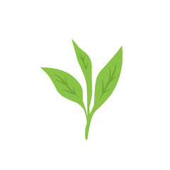 green tea leaf vector icon