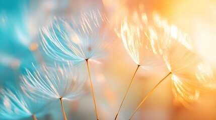 Abstract blurred nature background dandelion seeds parachute. Abstract nature bokeh pattern