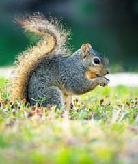 squirrel eating nut