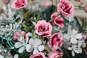 pink and white flowers