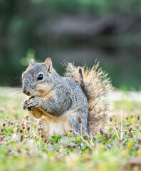 squirrel in the forest
