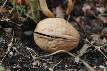 walnut on the ground