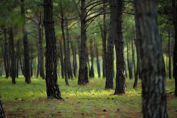 Obraz premium Close-up of the ground in a pine forest