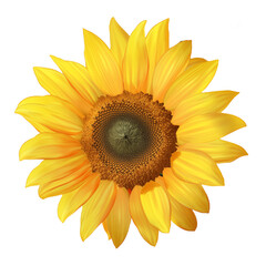 Realistic Sunflower With Rich Textured Petals And Central Disc