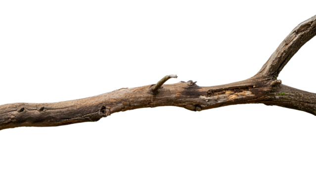 Dead tree isolated on white background, Dead branches of a tree.Dry tree branch
