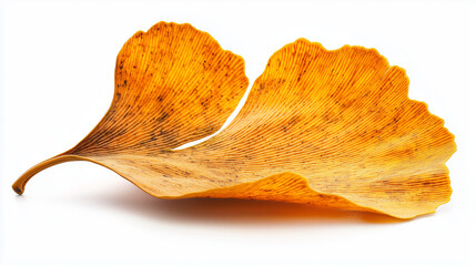 Naklejka premium a golden ginkgo leaf with its unique fan shape, isolated on a pure white background