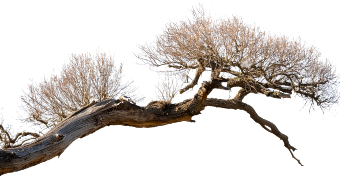 Dead tree isolated on white background, Dead branches of a tree.Dry tree branch