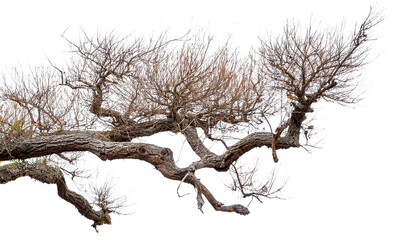 Obraz premium Dead tree isolated on white background, Dead branches of a tree.Dry tree branch