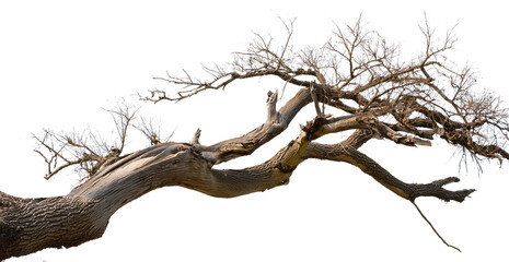 Dead tree isolated on white background, Dead branches of a tree.Dry tree branch