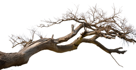 Dead tree isolated on white background, Dead branches of a tree.Dry tree branch