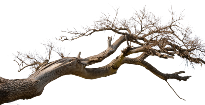 Dead tree isolated on white background, Dead branches of a tree.Dry tree branch