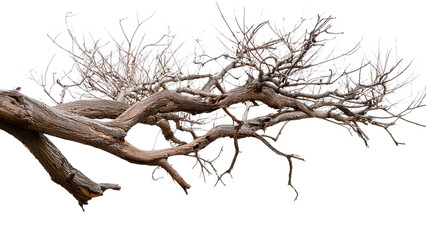 Dead tree isolated on white background, Dead branches of a tree.Dry tree branch