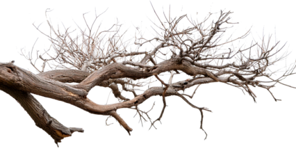 Dead tree isolated on white background, Dead branches of a tree.Dry tree branch