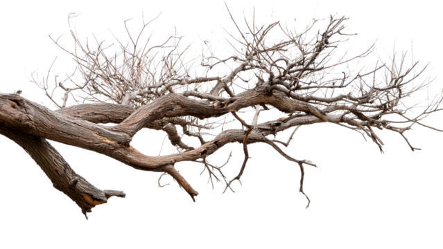 Dead tree isolated on white background, Dead branches of a tree.Dry tree branch